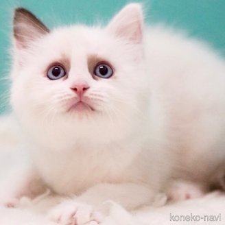 販売中の東京都のラグドール-114563の11枚目